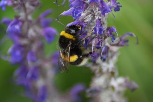 bumble bee bombus bee