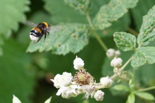 bumble bee honey summer