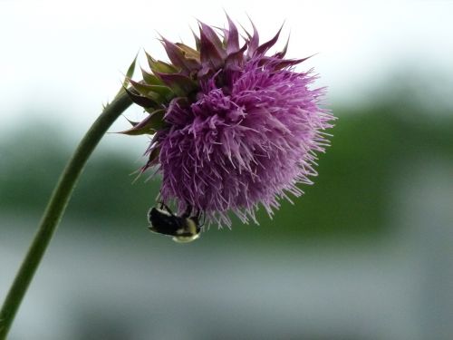 bumble bee bee bumble