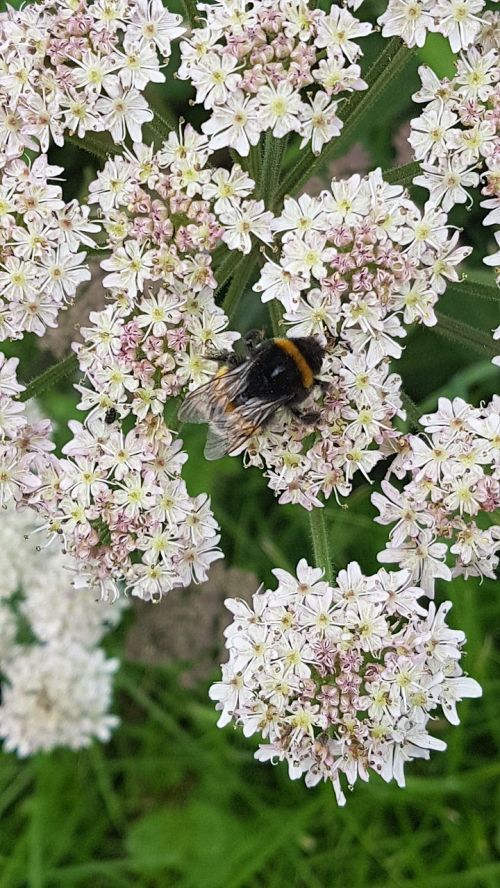 bumble bee summer flower