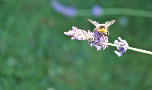 bumble bee honey bee