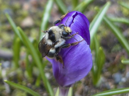 bumble bee purple crocus