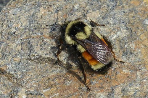 bumble bee rock crawling