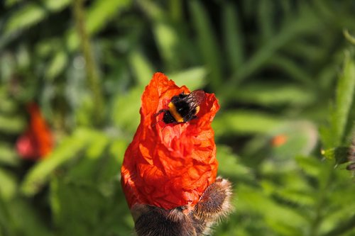 bumble bee  red poppy  garden