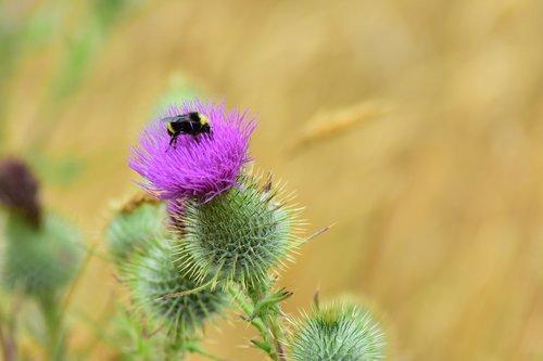 bumble bee  thistle  flower