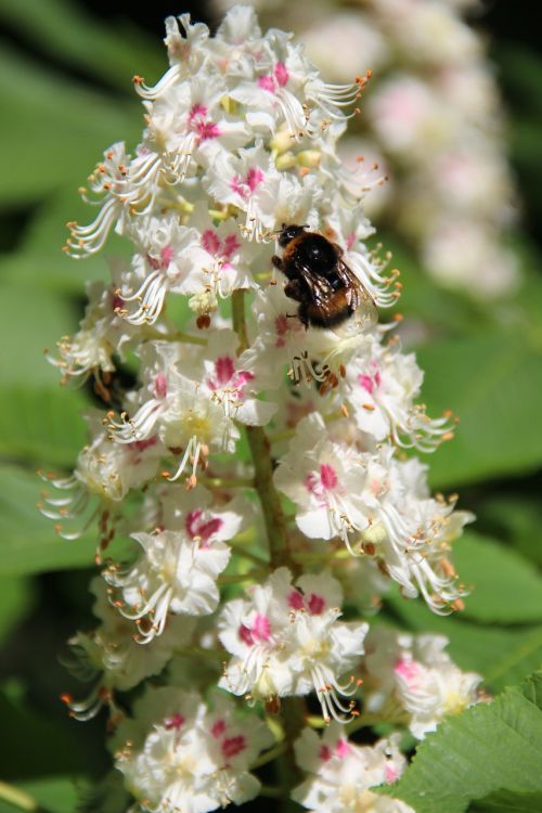 bumble-bee chestnut flowering tree