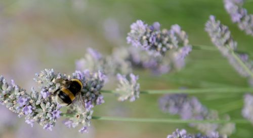 bumble bee summer lavender