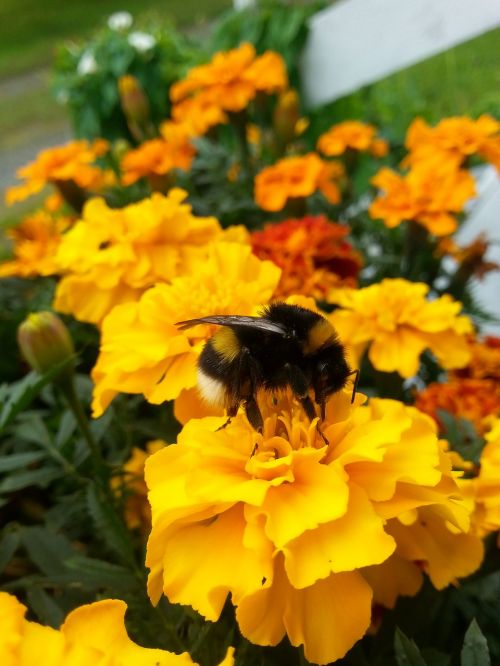 bumble-bee flower garden