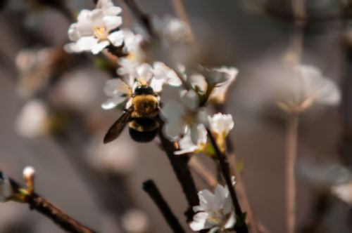 Bumble Bee On Cherry Tree