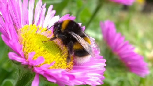 Bumble Bee On Flower