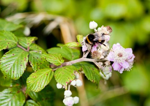 Bumble Bee On Flower