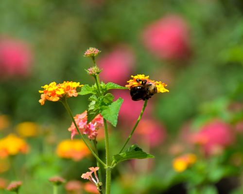 Bumble Bee On Flowers