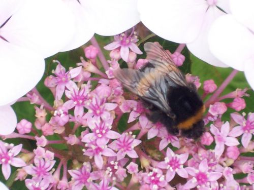 Bumble Bee On Pink Flower
