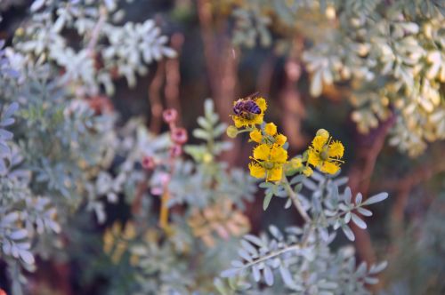 Bumble Bee On Yellow Flowers