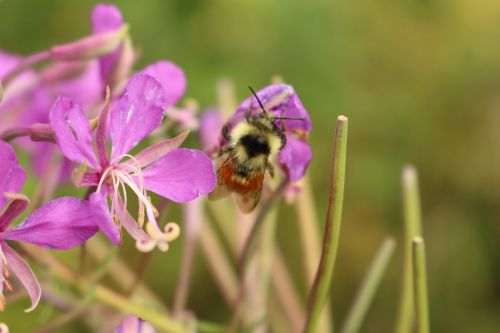 Bumble Bee Purple Wild Flower