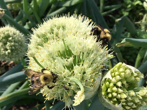 bumble bees  bees  bumblebee