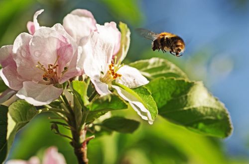 bumblebee apple blossom flight