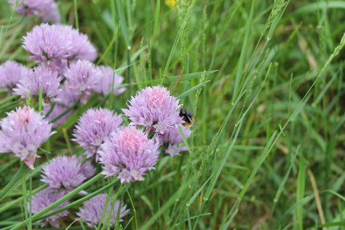 bumblebee flower chives