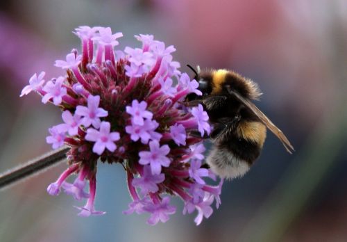 bumblebee bumble bees summer