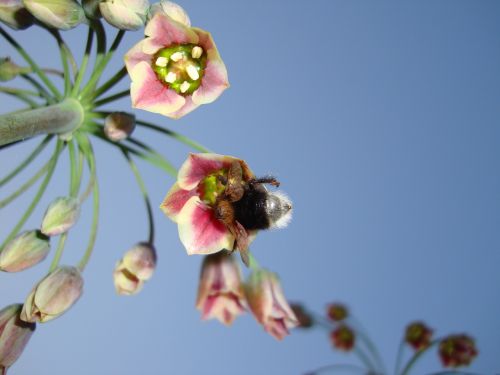bumblebee flower sky