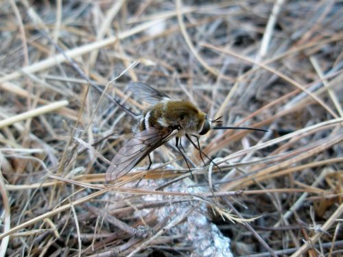 bumblebee insect insects