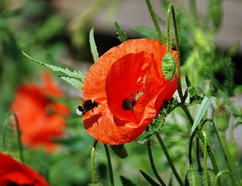 bumblebee poppies flight