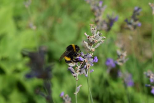 bumblebee lavender purple