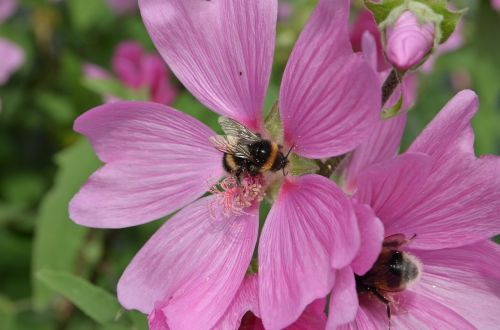 bumblebee bug pollen