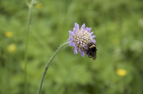 bumblebee thistle nature