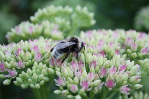 bumblebee flowers insect