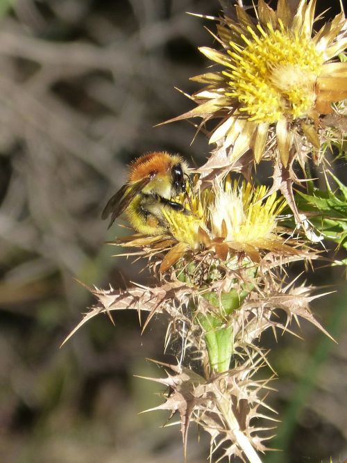 bumblebee golden bumblebee thistle