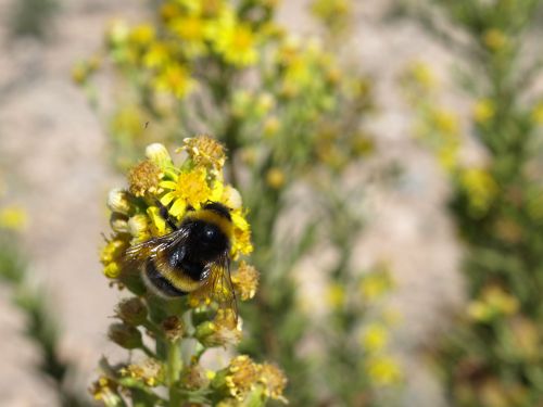 bumblebee bombus terrestris pollination
