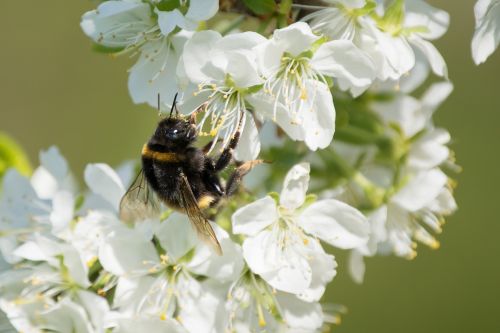 bumblebee fruit trees spring