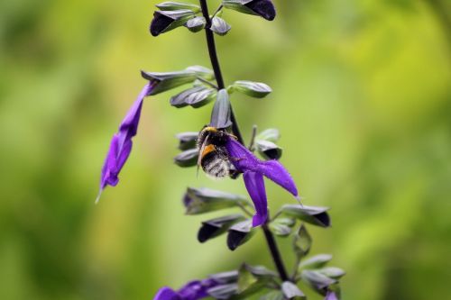 bumblebee insect nature