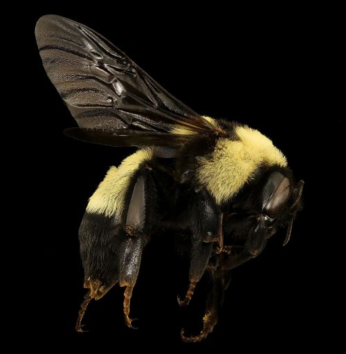 bumblebee insect macro