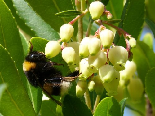 bumblebee drone strawberry tree