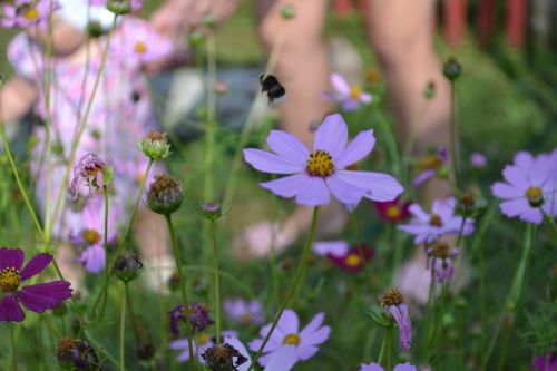 bumblebee child flowers