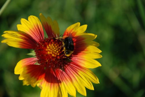 bumblebee flower leaf