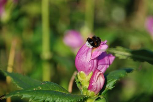 bumblebee insect flower