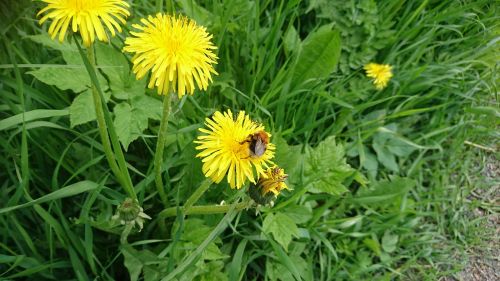 bumblebee dandelion grass