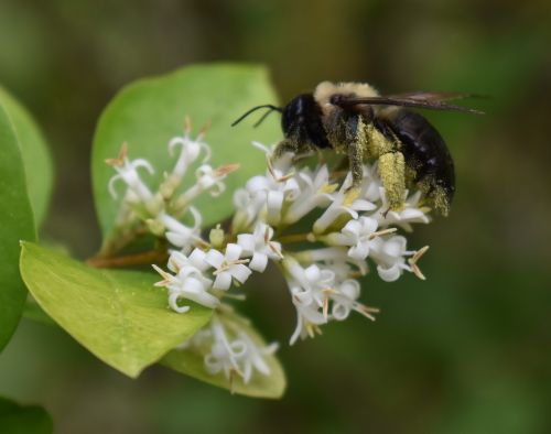 bumblebee pollen bee