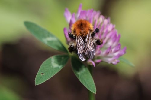 bumblebee flower insect