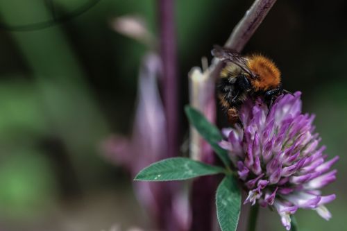 bumblebee flower insect