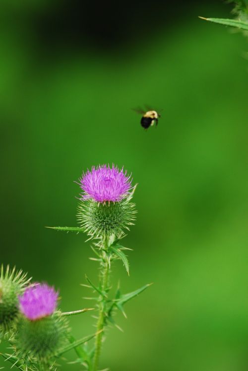bumblebee thistle nature