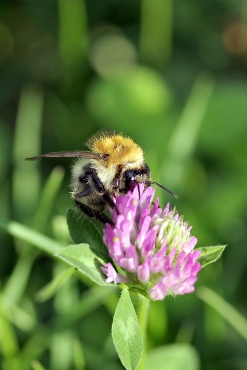 bumblebee insect pollinate