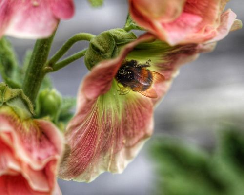 bumblebee flower summer