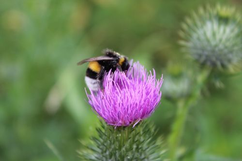 bumblebee flower bug