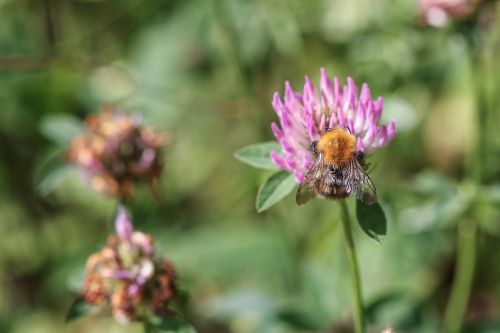 bumblebee insect flower