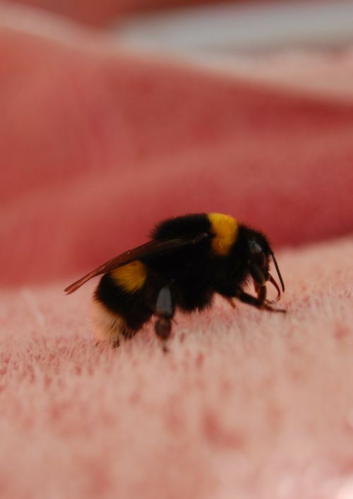 bumblebee insect macro
