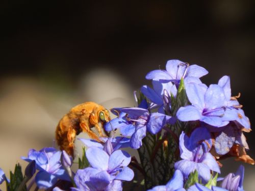 bumblebee orange sucking